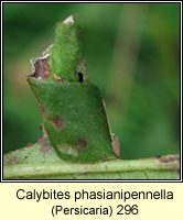 Calybites phasianipennella