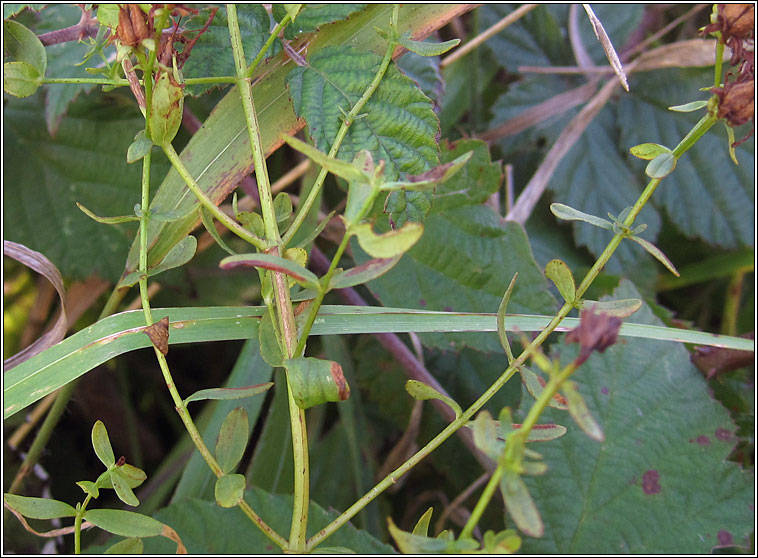 Eucalybites auroguttella