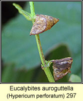 Eucalybites auroguttella