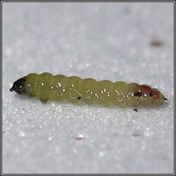 Ectoedemia atricollis