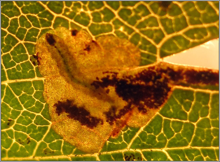 Ectoedemia atricollis