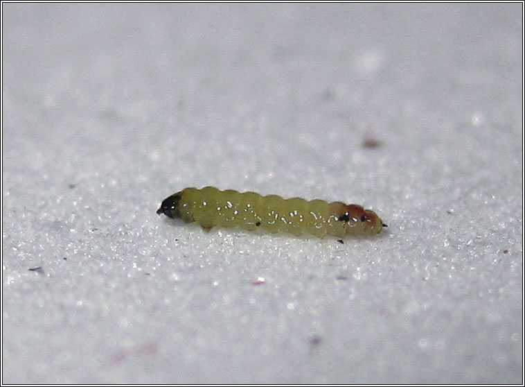 Ectoedemia atricollis