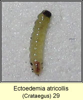 Ectoedemia atricollis