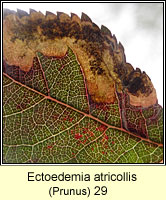 Ectoedemia atricollis