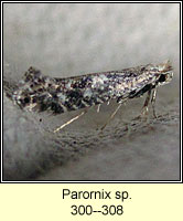 Parornix sp