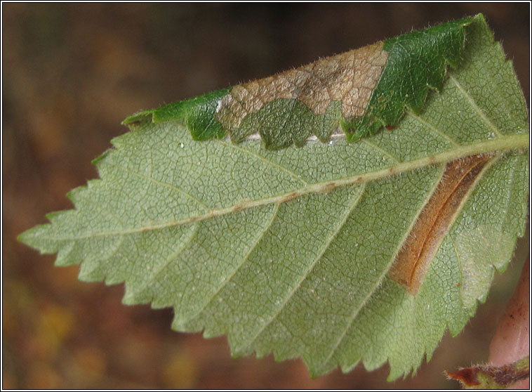 Parornix betulae