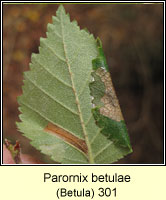 Parornix betulae