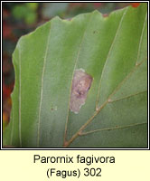 Parornix fagivora