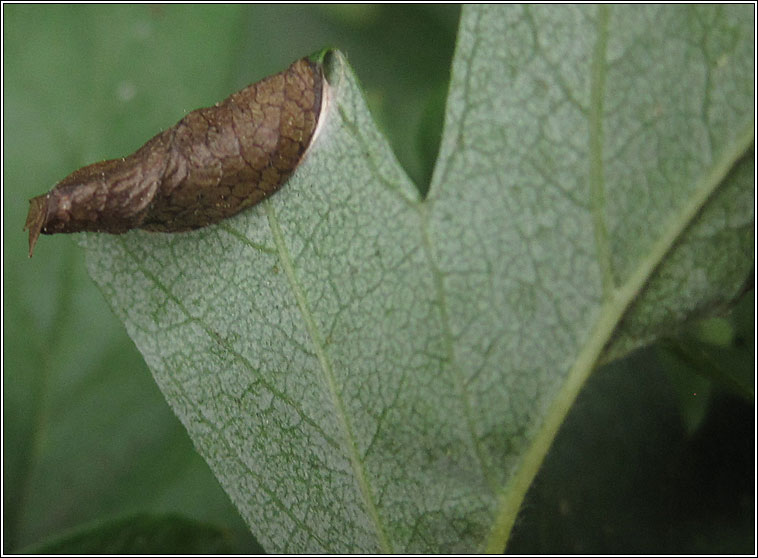 Parornix anglicella