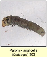 Parornix anglicella