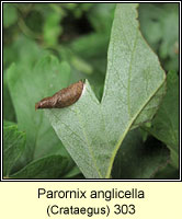 Parornix anglicella