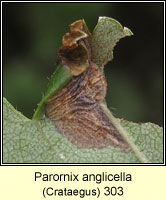 Parornix anglicella