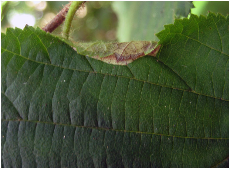 Parornix devoniella