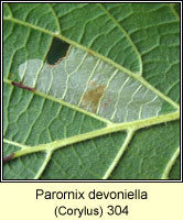 Parornix devoniella