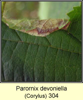 Parornix devoniella