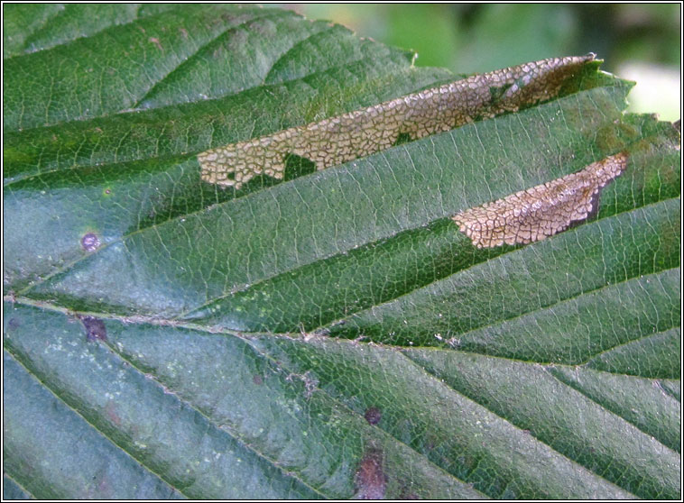 Parornix scoticella