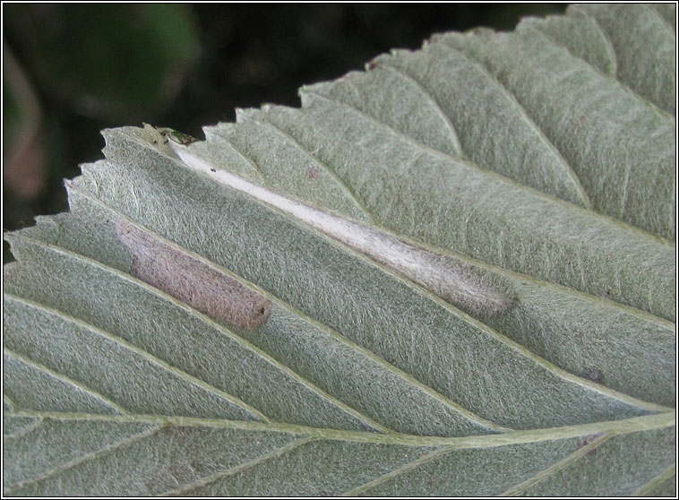 Parornix scoticella