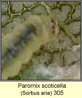 Parornix scoticella