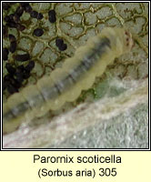 Parornix scoticella