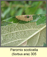 Parornix scoticella