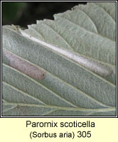 Parornix scoticella