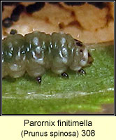 Parornix finitimella