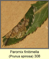 Parornix finitimella