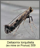 Deltaornix torquillella