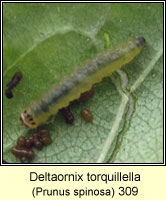 Deltaornix torquillella