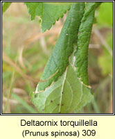 Deltaornix torquillella