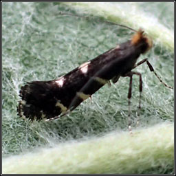 Callisto denticulella