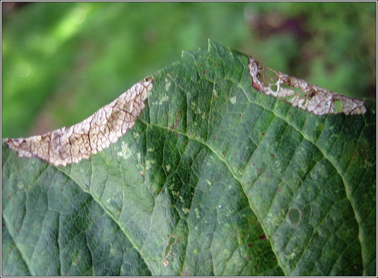 Callisto denticulella