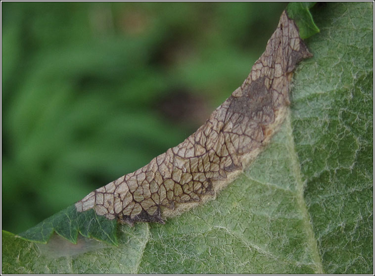 Callisto denticulella