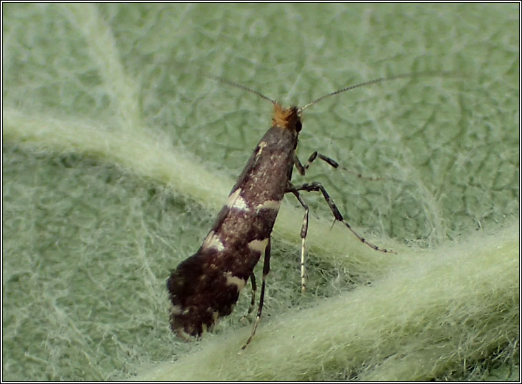 Callisto denticulella