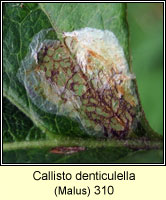 Callisto denticulella (leaf mine)