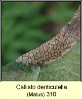 Callisto denticulella (leaf mine)