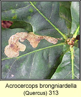 Acrocercops brongniardella