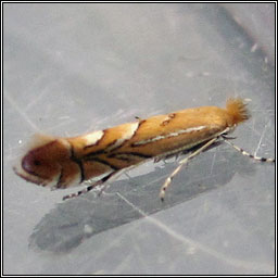 Phyllonorycter messaniella