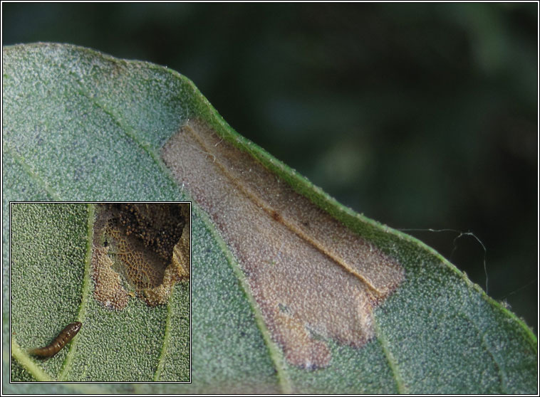 Phyllonorycter messaniella