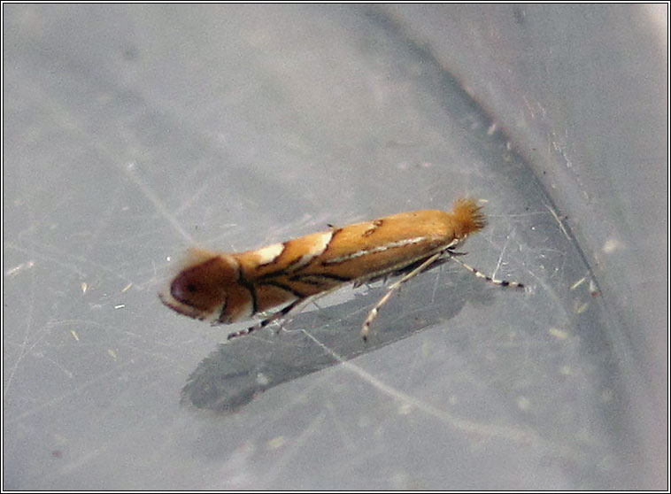 Phyllonorycter messaniella