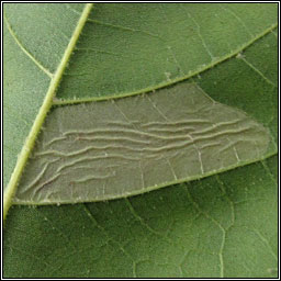 Phyllonorycter platani