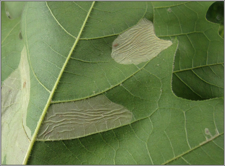 Phyllonorycter platani