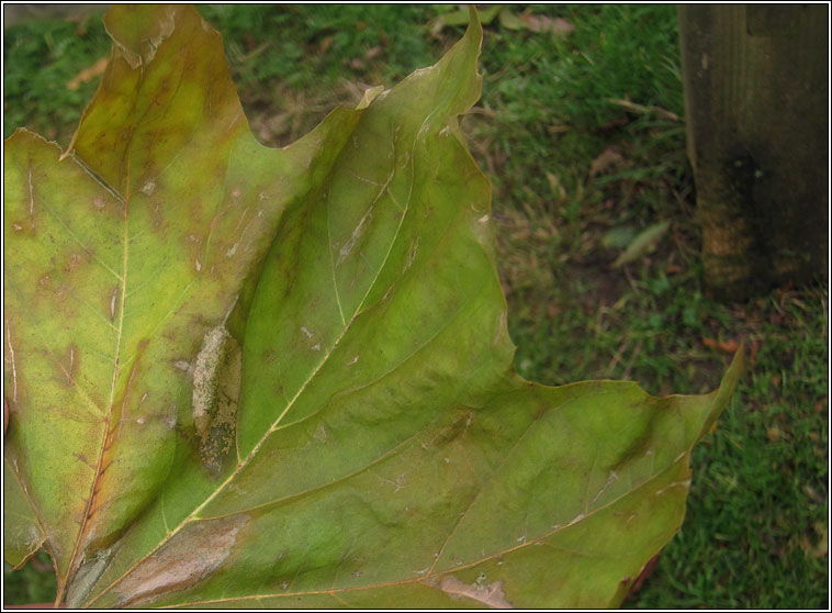 Phyllonorycter platani