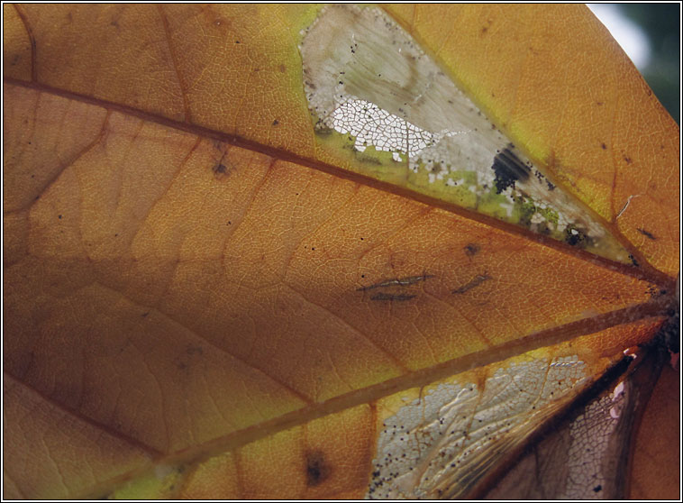 Phyllonorycter platani