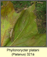 Phyllonorycter platani