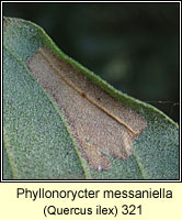 Phyllonorycter messaniella