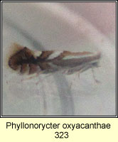 Phyllonorycter oxyacanthae