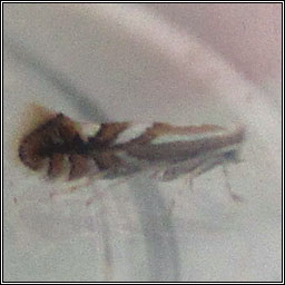 Phyllonorycter oxyacanthae