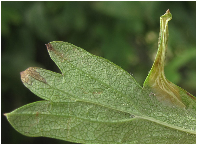 Phyllonorycter oxyacanthae