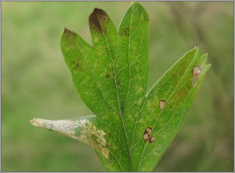 Phyllonorycter oxyacanthae